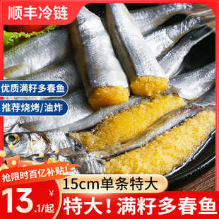 多春鱼满籽新鲜商用海鱼多籽鱼特大冻海鲜水产鲜活冷冻烧烤食材
