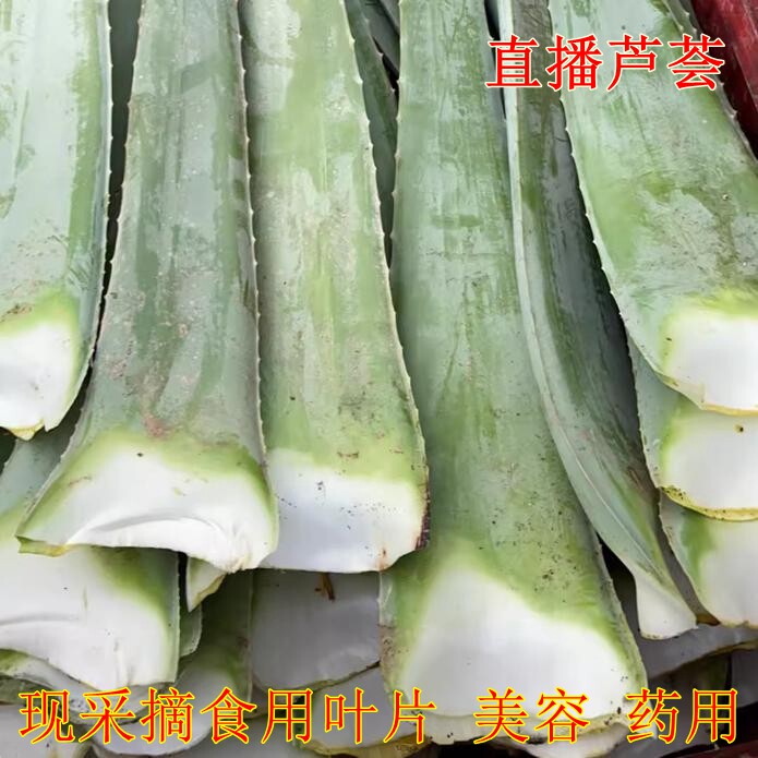 可食用库拉索芦荟食材多肉吃的芦荟煲汤火锅药用美容院美容护发