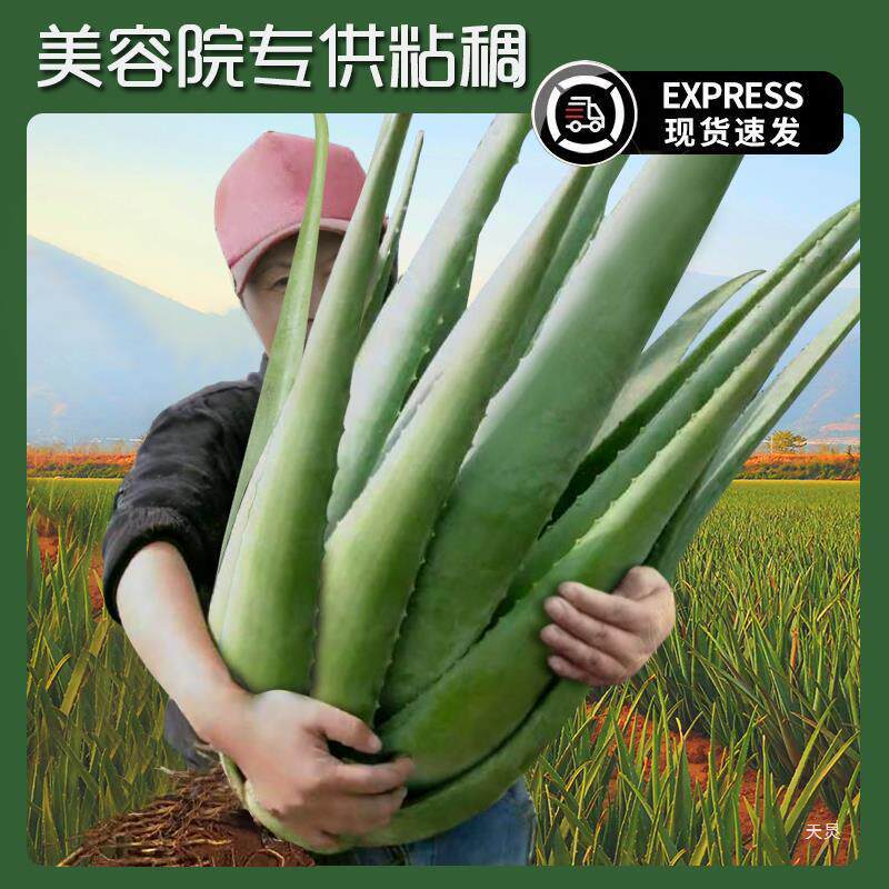 可食用有机芦荟新鲜叶美容院灌肤专用美国库拉索旋转芦荟盆栽多肉
