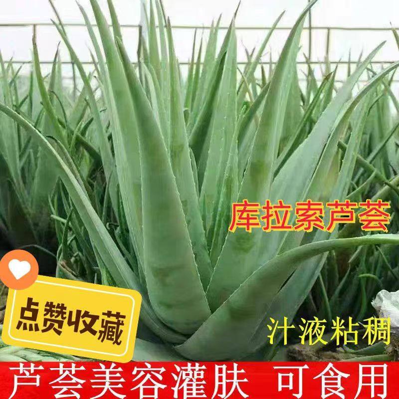 库拉索芦荟盆栽美容灌肤专用食用叶片芦荟奶芦荟室内植物护肤花卉