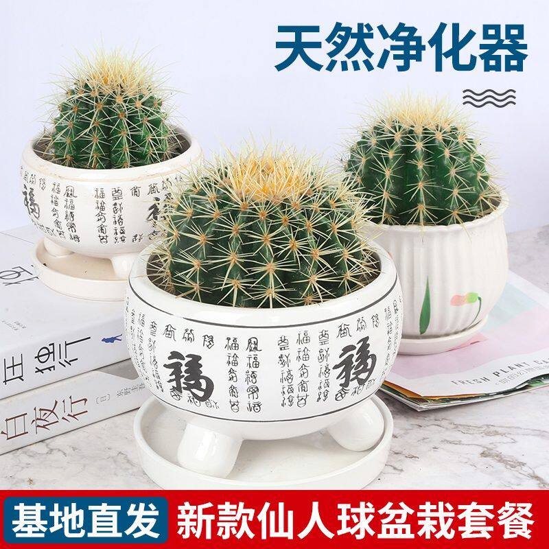 超大金琥金虎仙人球盆栽花卉绿植多肉仙人掌植物电脑