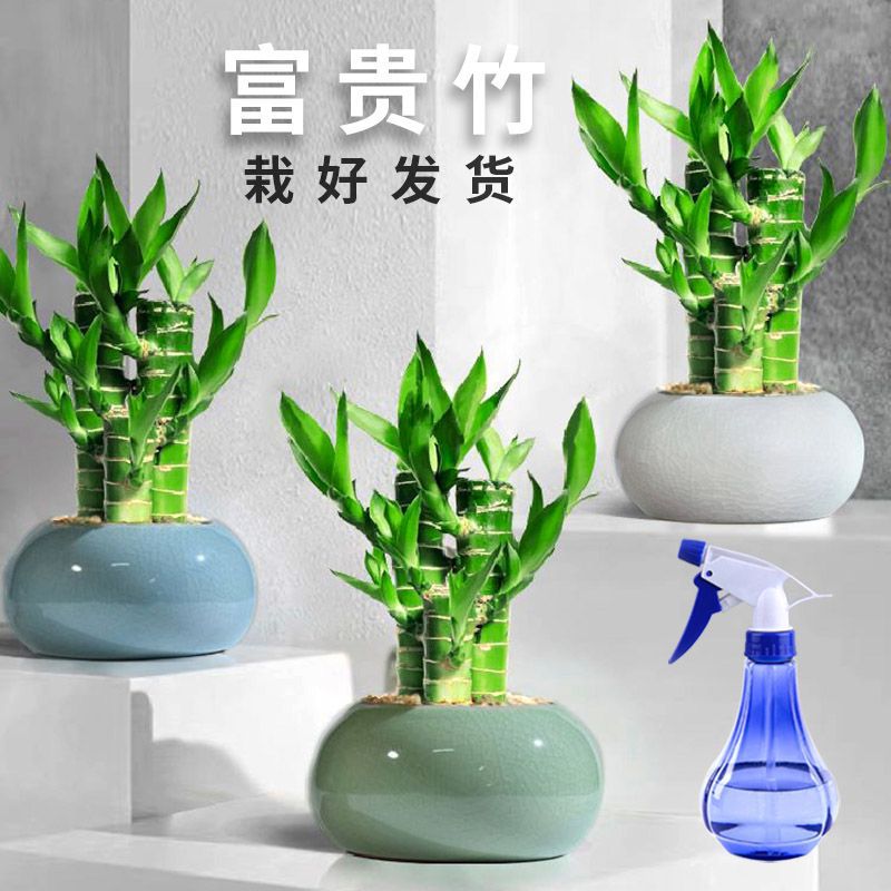 节节高富贵竹水培植物发财文昌竹带根水养客厅室内桌面绿植小盆栽