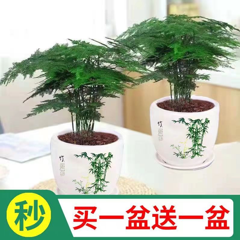 文竹盆栽绿植花卉盆景植物室内水培高端文松矮生云竹特大苗好养活-封面