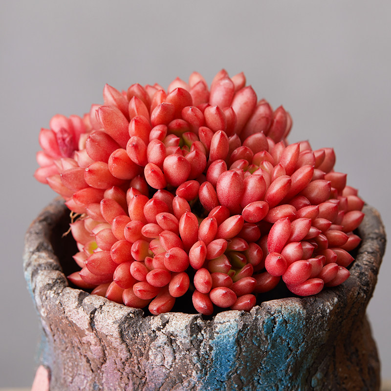 红宝石多肉老桩超大颗清棚包邮群生肉肉植物花卉盆栽贵货特价清仓