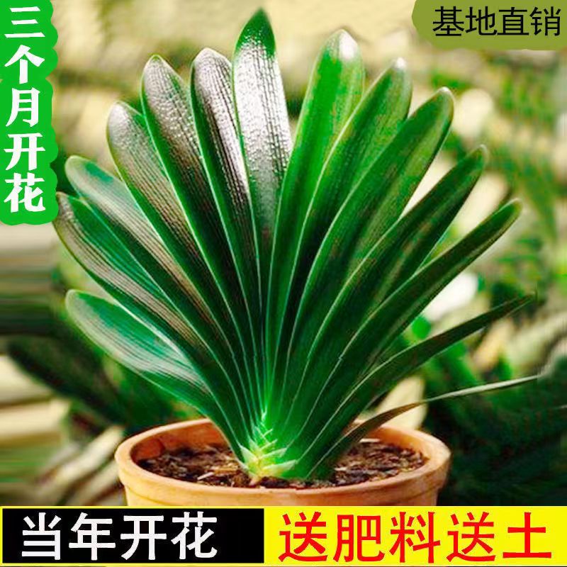君子兰室内绿植盆栽阳台