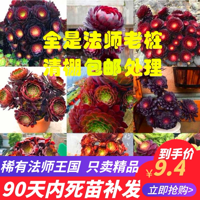 精品法师多肉植物大颗万圣节盆栽