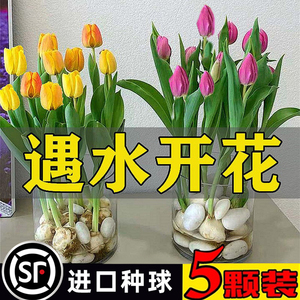 郁金香种球带芽水培鲜花盆栽重瓣四季开花卉好养土培阳台花种子籽