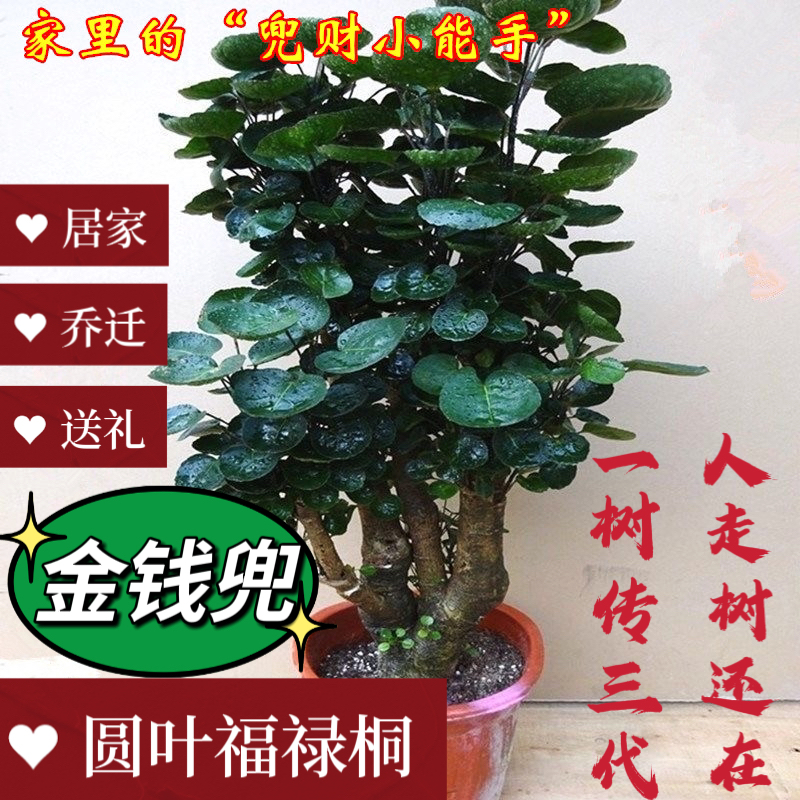 金钱兜福禄桐室内盆栽圆叶金钱树