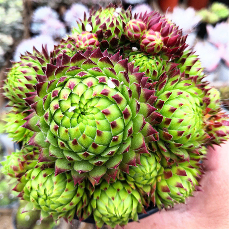 精品多肉植物稀有品种长生草系列橘子球皮克尼斯群生多头花卉盆栽