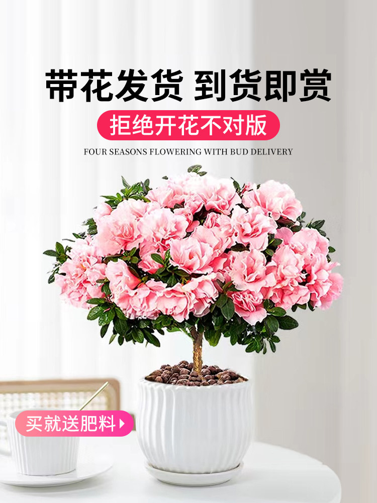 杜鹃花盆栽花卉植物室内四季开花鲜花带花苞树桩阳台绿植好养易活