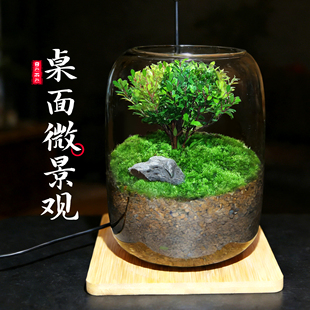 【生命之树】微景观盆景桌面苔藓好养鲜活绿植盆栽创意生态瓶成品
