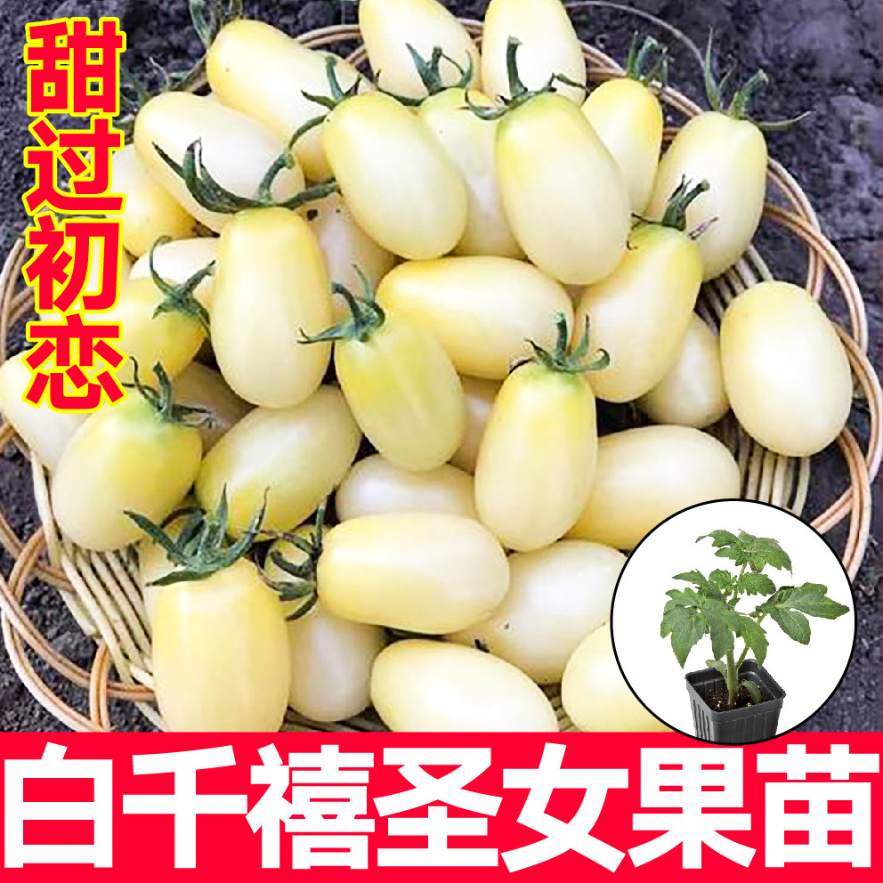 超甜白千禧圣女果苗秧带土黄白红千禧西红柿番茄种子四季盆栽寿光
