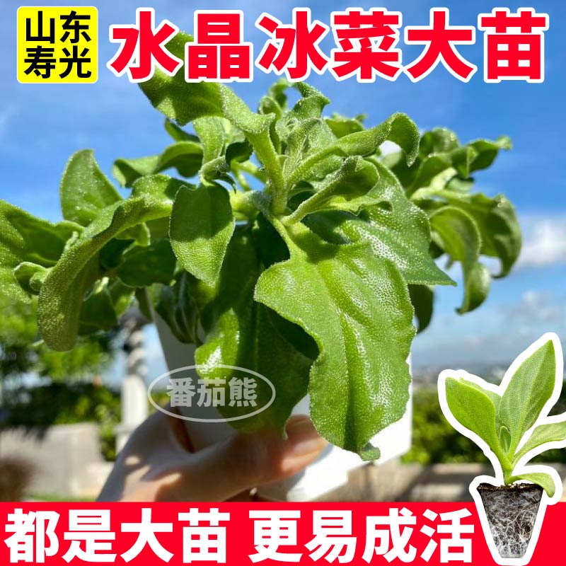 大叶水晶冰菜苗秧高产大粒冰晶冰菜种子可持续采收四季阳台盆栽