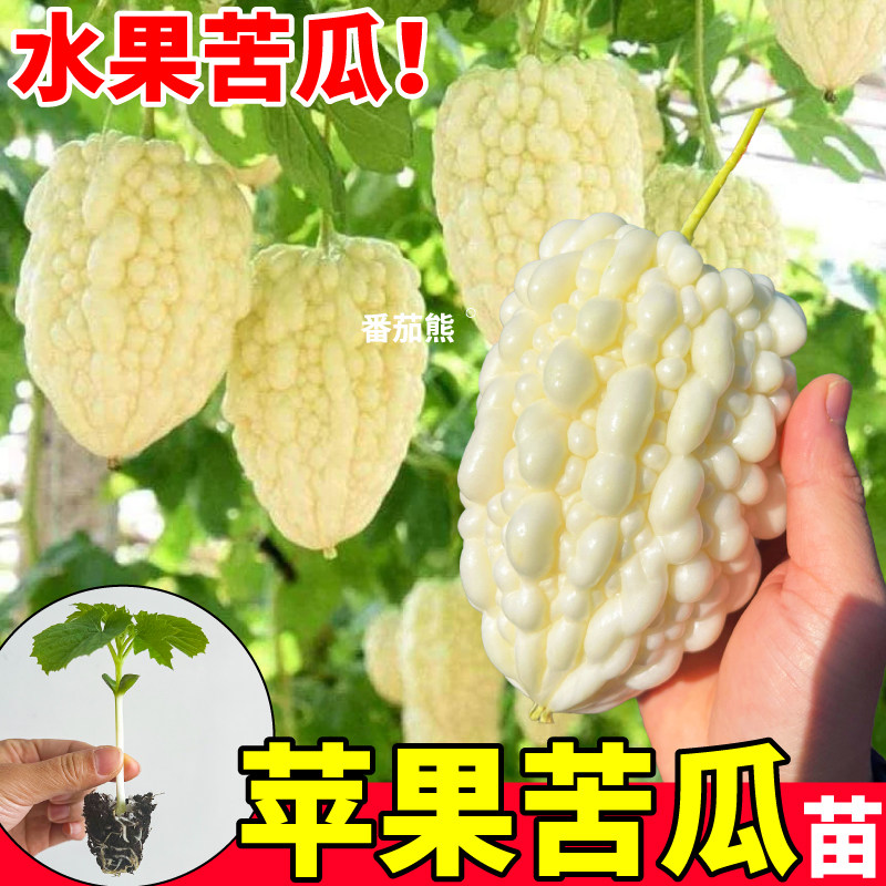 苹果苦瓜苗秧可生吃白玉苦瓜种子绿珍珠小癞瓜阳台小院爬藤蔬菜