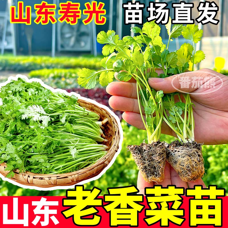 正宗山东老香菜苗秧高产四季耐寒耐热小叶香菜芫荽种子盆栽庭院