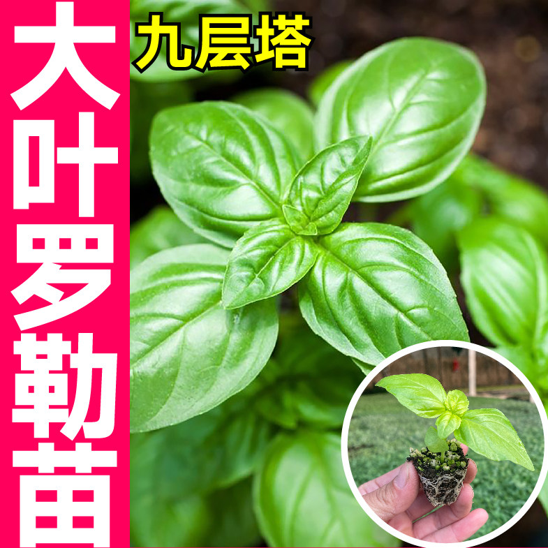 大叶甜罗勒苗秧带土球药食两用九层塔香草种子籽春秋四季阳台盆栽