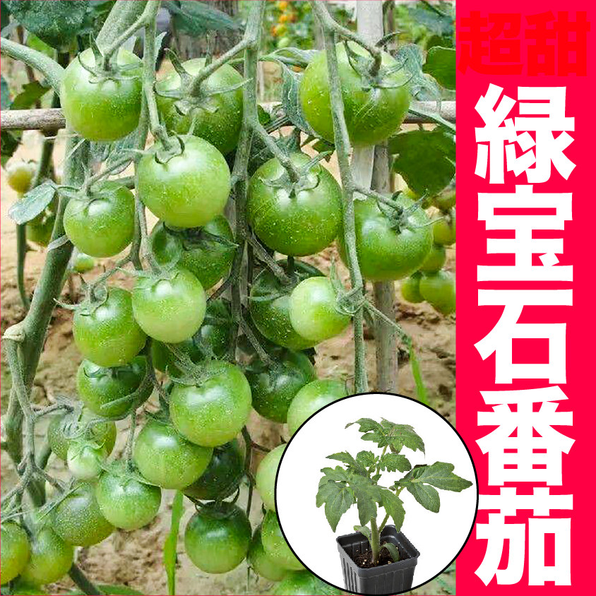 超甜绿宝石小樱桃番茄苗秧贼不偷西红柿种子圣女果种籽四季盆栽