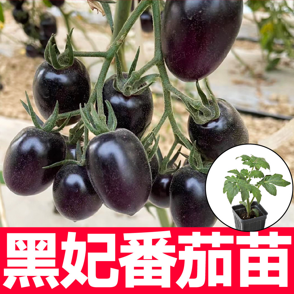 超甜黑妃番茄苗秧带土球春秋四季盆栽黑珍珠樱桃西红柿圣女果种子