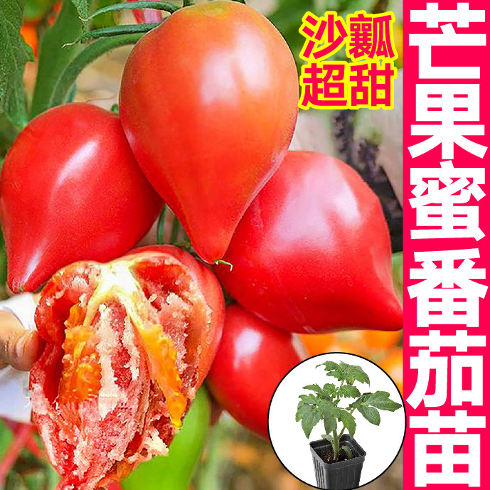 沙瓤超甜红黄芒果蜜番茄秧苗带土球牛心西红柿圣女果种子四季盆栽