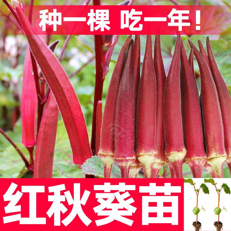 寿光超嫩红秋葵苗秧带土球更耐老黄秋葵水果秋葵种子四季阳台盆栽