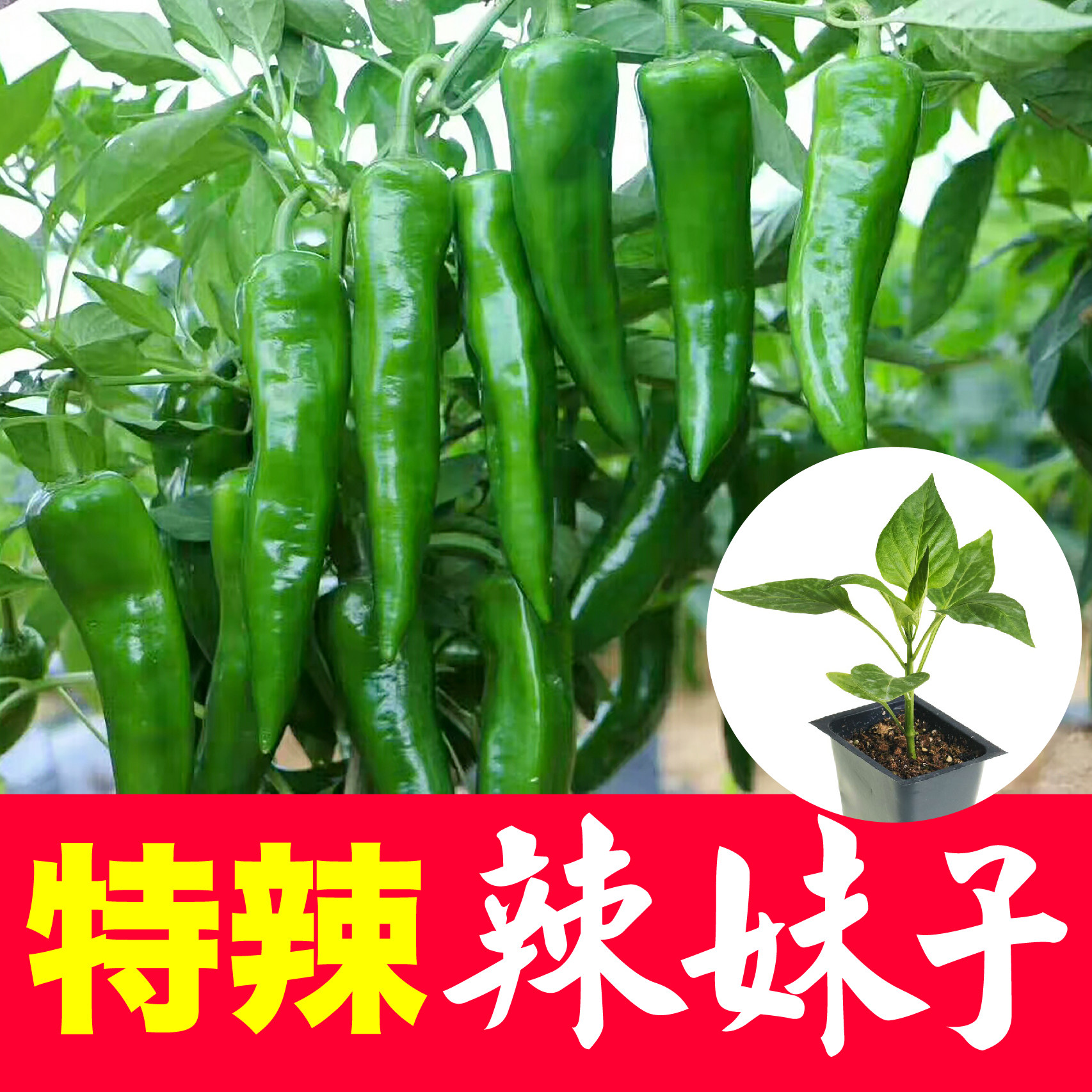 种子朝天椒线椒杭椒甜椒特辣辣妹子种籽超辣辣椒苗秧带土四季小米