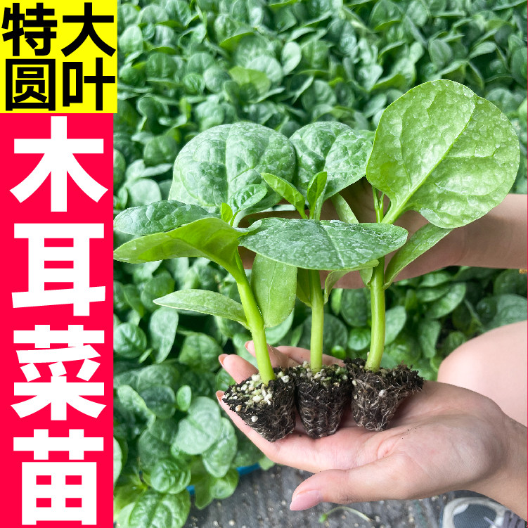 特大圆叶木耳菜苗秧豆腐菜种子高钙蔬菜春秋盆栽阳台耐高温蔬菜籽