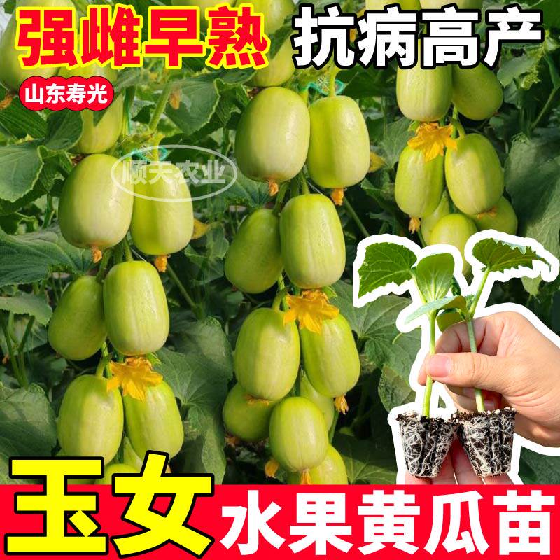 金童玉女黄瓜苗秧带土球迷你玲珑小黄瓜种子四季春秋盆栽连续坐果