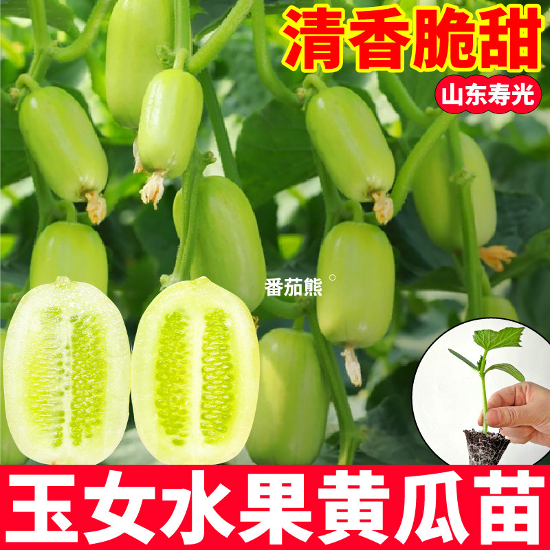 寿光直发金童玉女黄瓜苗秧带土高产水果满地爬大小黄瓜种子
