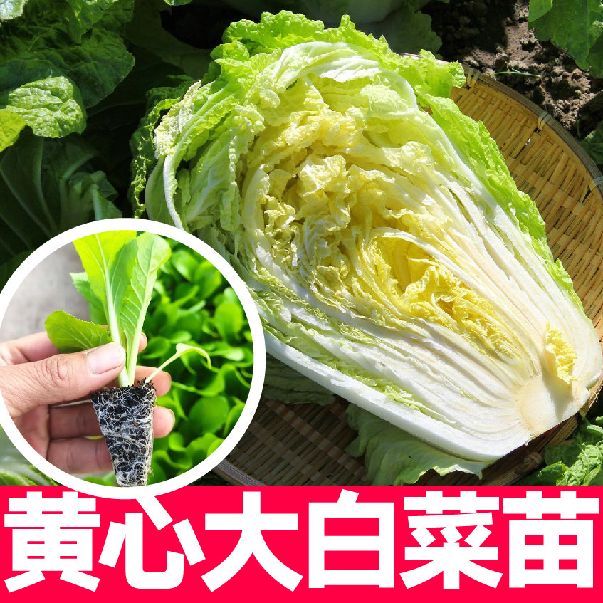 寿光大白菜秧苗幼苗黄心高产蔬菜种子穴盘根系发达带土球田地庭院