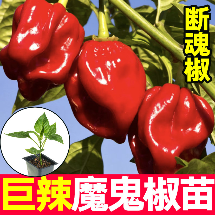 巨特辣魔鬼椒断魂椒秧苗带土球印度红黄魔鬼辣椒种子四季盆栽高产