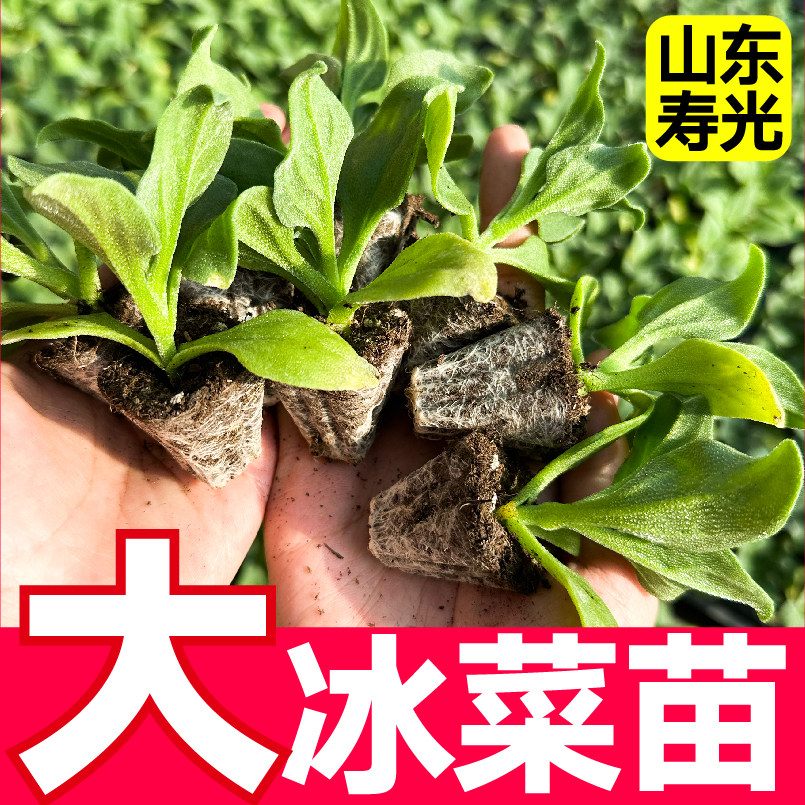 寿光大叶水晶冰菜秧苗大苗冰草种子籽自带冰粒盐四季盆栽高钙蔬菜
