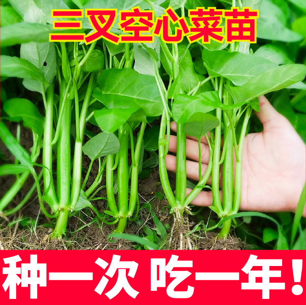 种一次吃一年高产三叉空心菜秧苗带土柳叶大叶空心菜种子四季盆栽