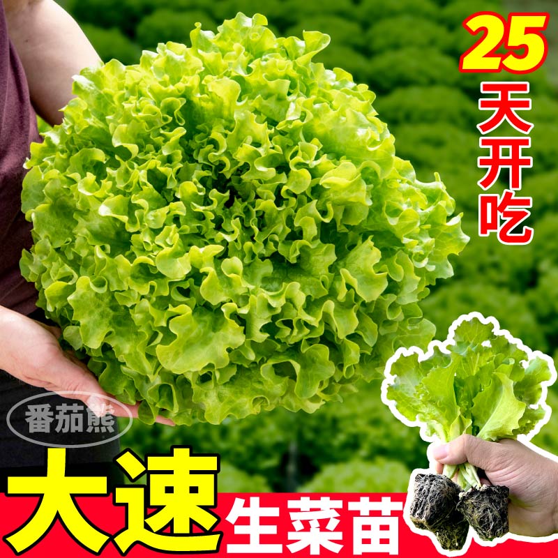 大速生菜苗秧四季结球意大利红皱奶油各种生菜种子高产阳台庭院
