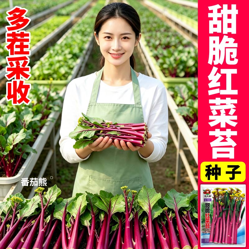红菜苔种子早熟高产新鲜粗壮白菜苔种子阳台大田蔬菜种籽耐寒抗病