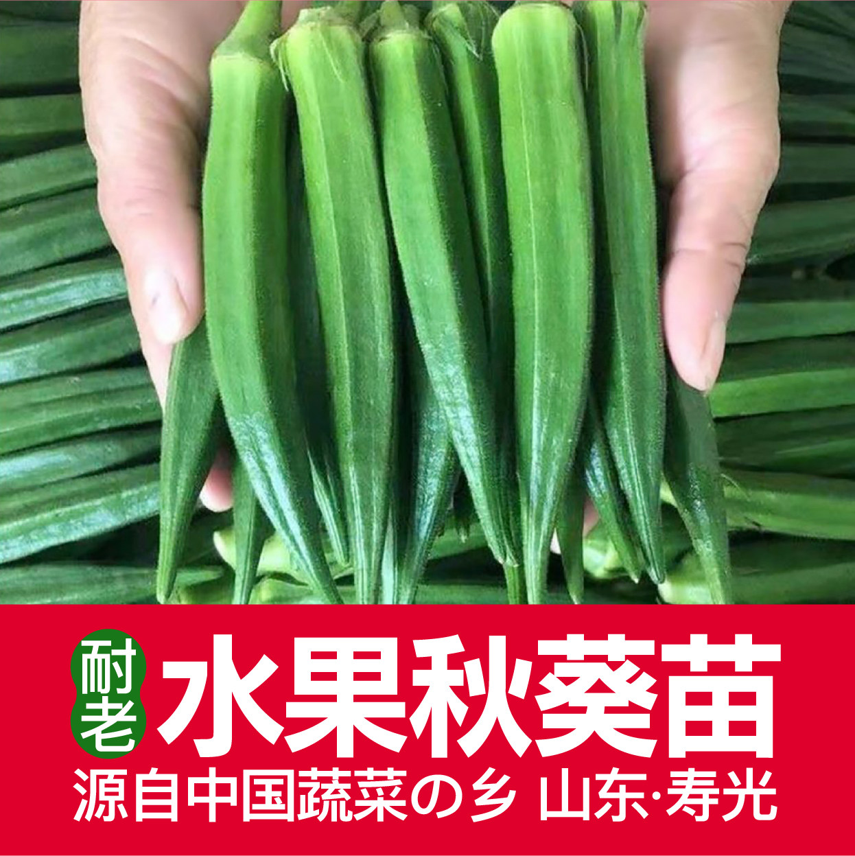 寿光四季秋葵苗耐老水果秋葵种子黄红秋葵种籽春季秋季蔬菜苗幼苗