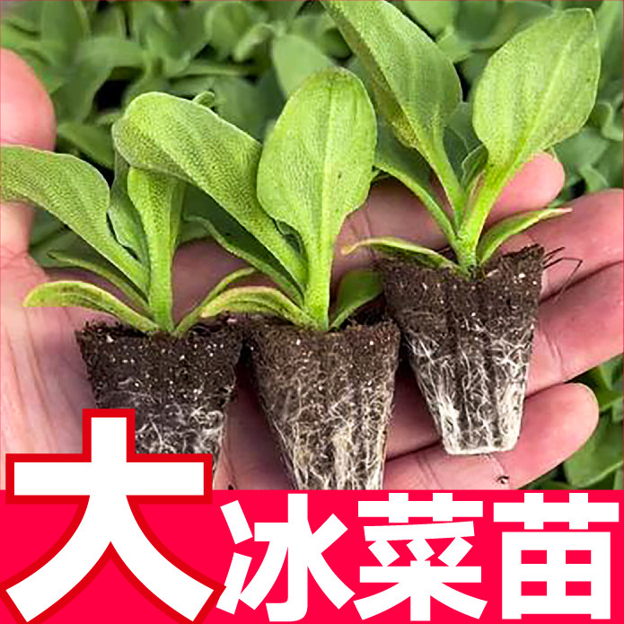 寿光水晶冰菜苗秧带土球更大冰粒四季春秋盆栽阳台冰草种子蔬菜籽