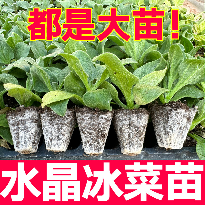 更大冰粒大叶水晶冰菜秧苗幼苗四季春秋盆栽自带盐味蔬菜种子寿光