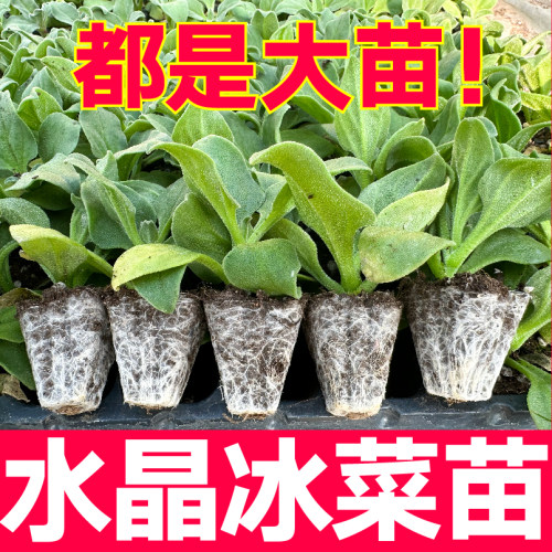 更大冰粒大叶水晶冰菜秧苗幼苗四季春秋盆栽自带盐味蔬菜种子寿光