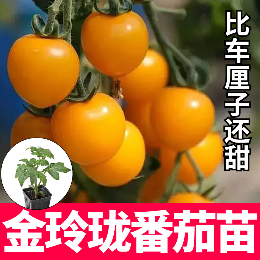 超甜金玲珑圣女果小黄樱桃番茄秧苗原装西红柿种子四季阳台田园种