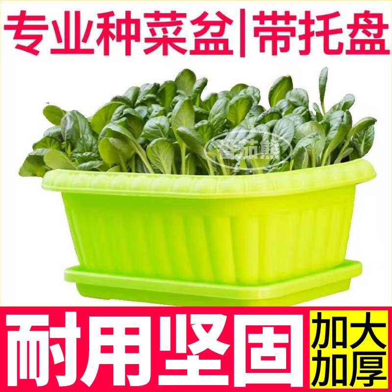 环保塑料专业阳台种菜盆蔬菜种子