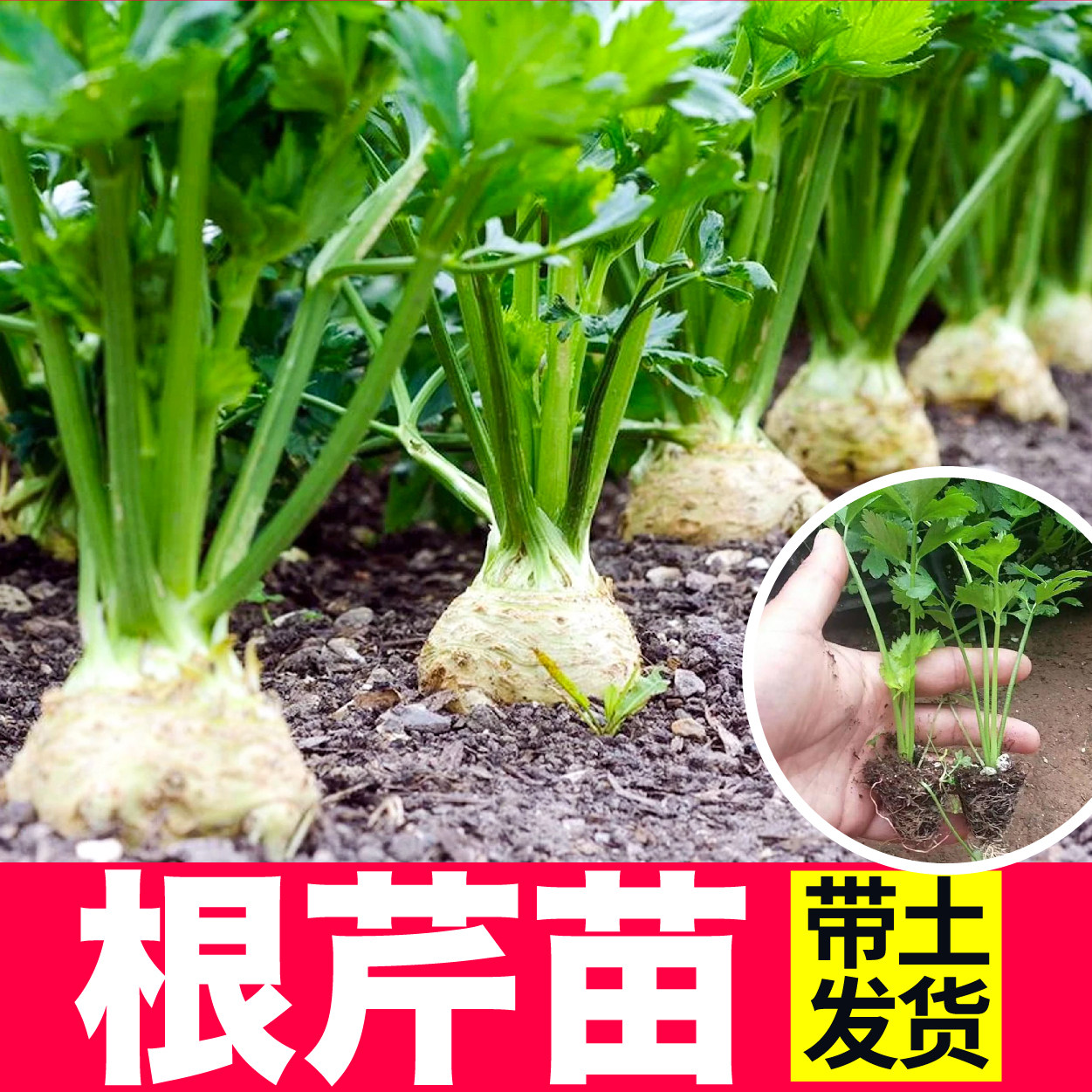 根芹菜苗秧带土洋芹种子皇后西芹四季春秋盆栽耐寒高产寿光蔬菜籽
