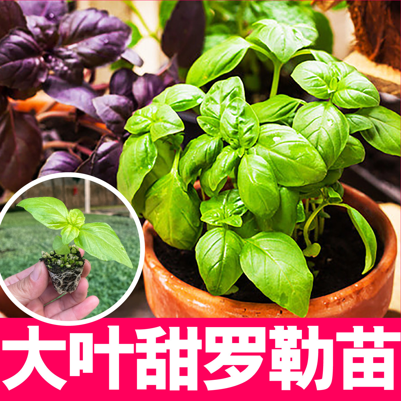 九层塔大叶甜罗勒苗秧带土绿紫食用香草阳台盆栽四季调味金不换籽