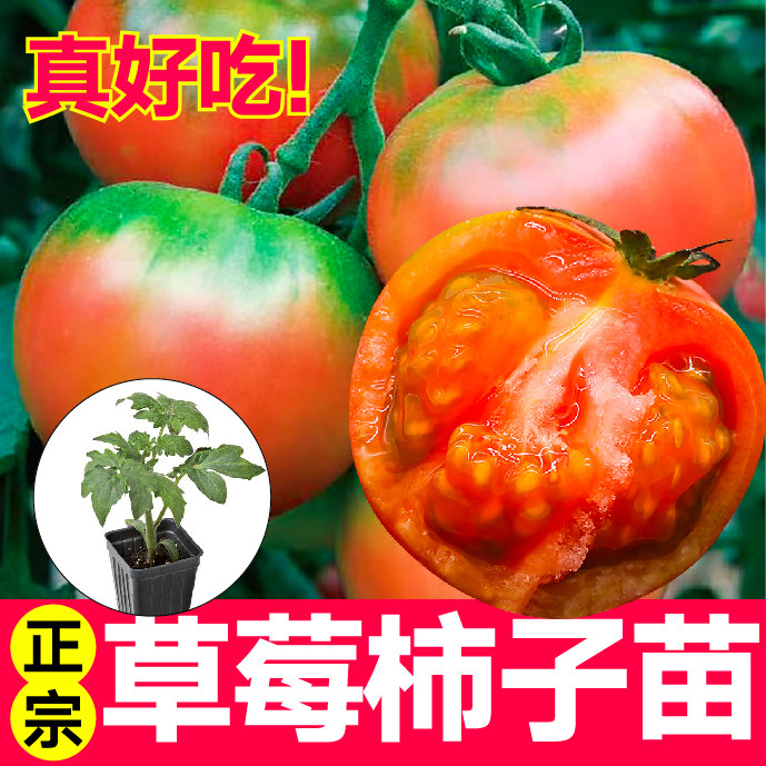 正宗草莓柿子苗秧苗绿肩铁皮番茄苗四季盆栽阳台种子红黄黑圣女果