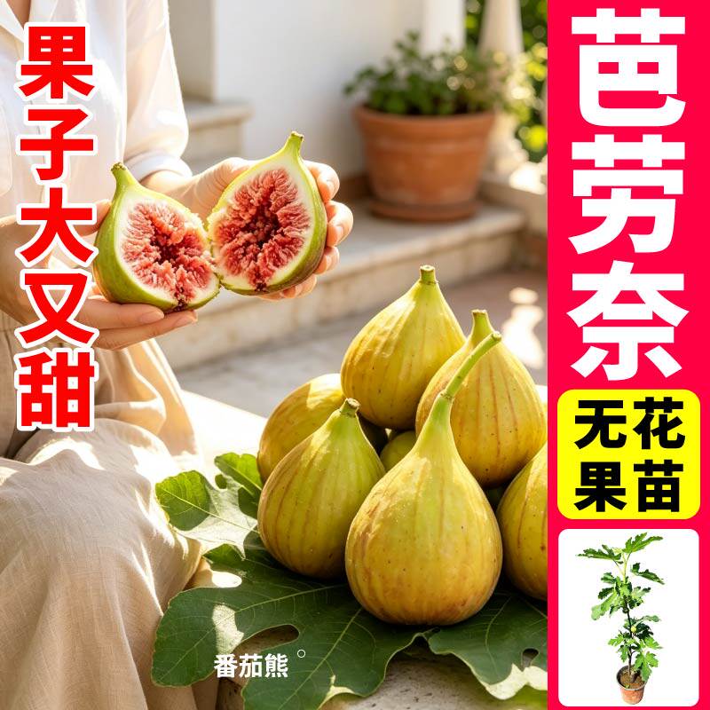 原盆原土芭劳奈无花果盆栽苗秧浓郁焦糖香大果型无花果盆栽果树苗