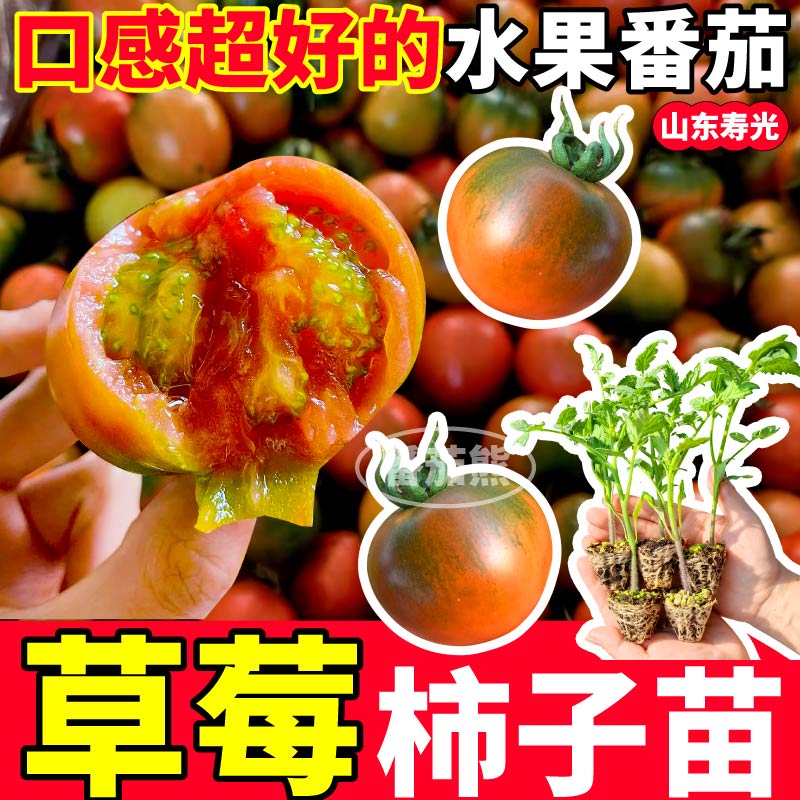 早熟正宗草莓柿子苗秧绿肩好吃铁皮番茄种子四季大小西红柿蔬菜苗