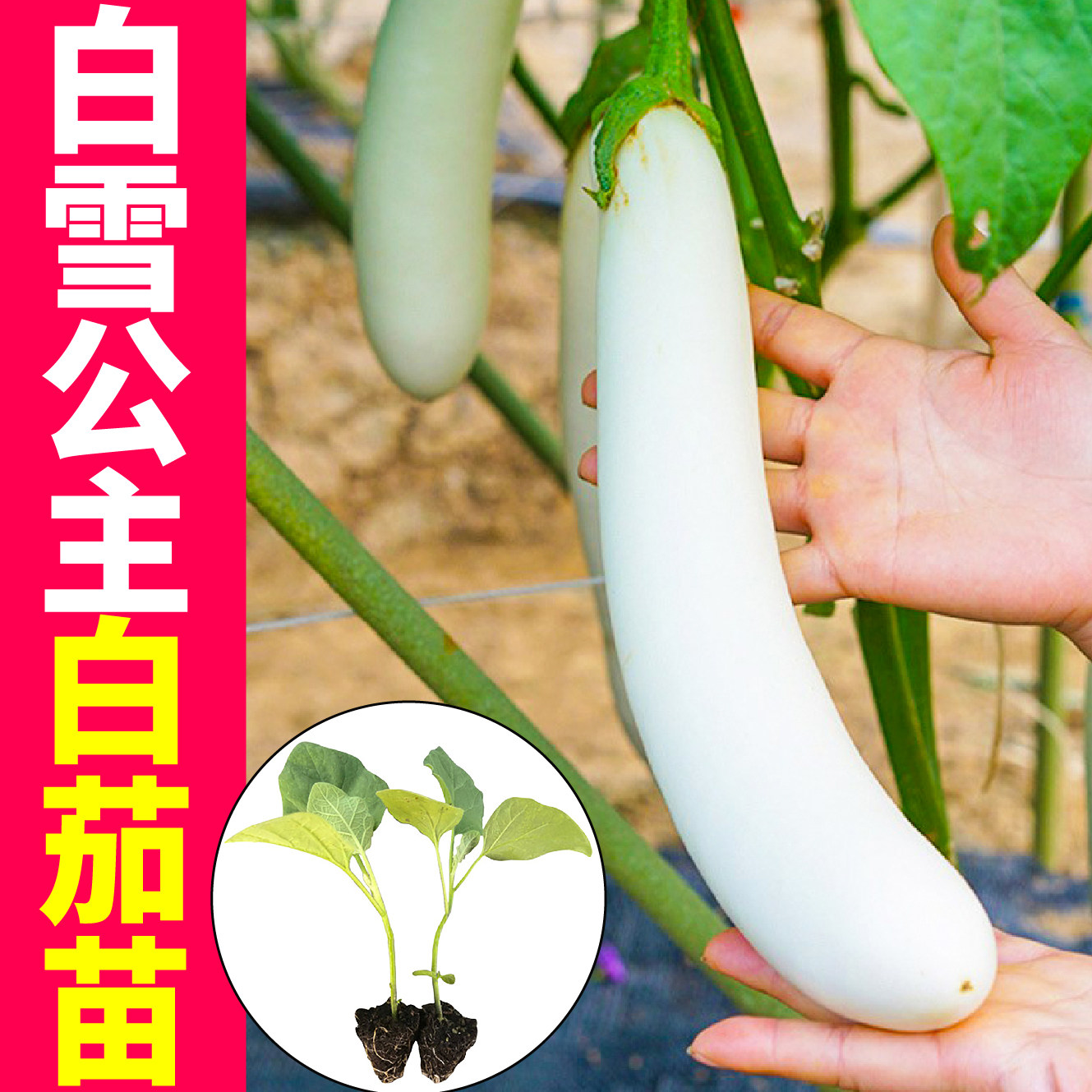 香糯好吃白雪公主长茄子苗秧种籽白色茄子嫁接紫黑圆长茄盆栽阳台