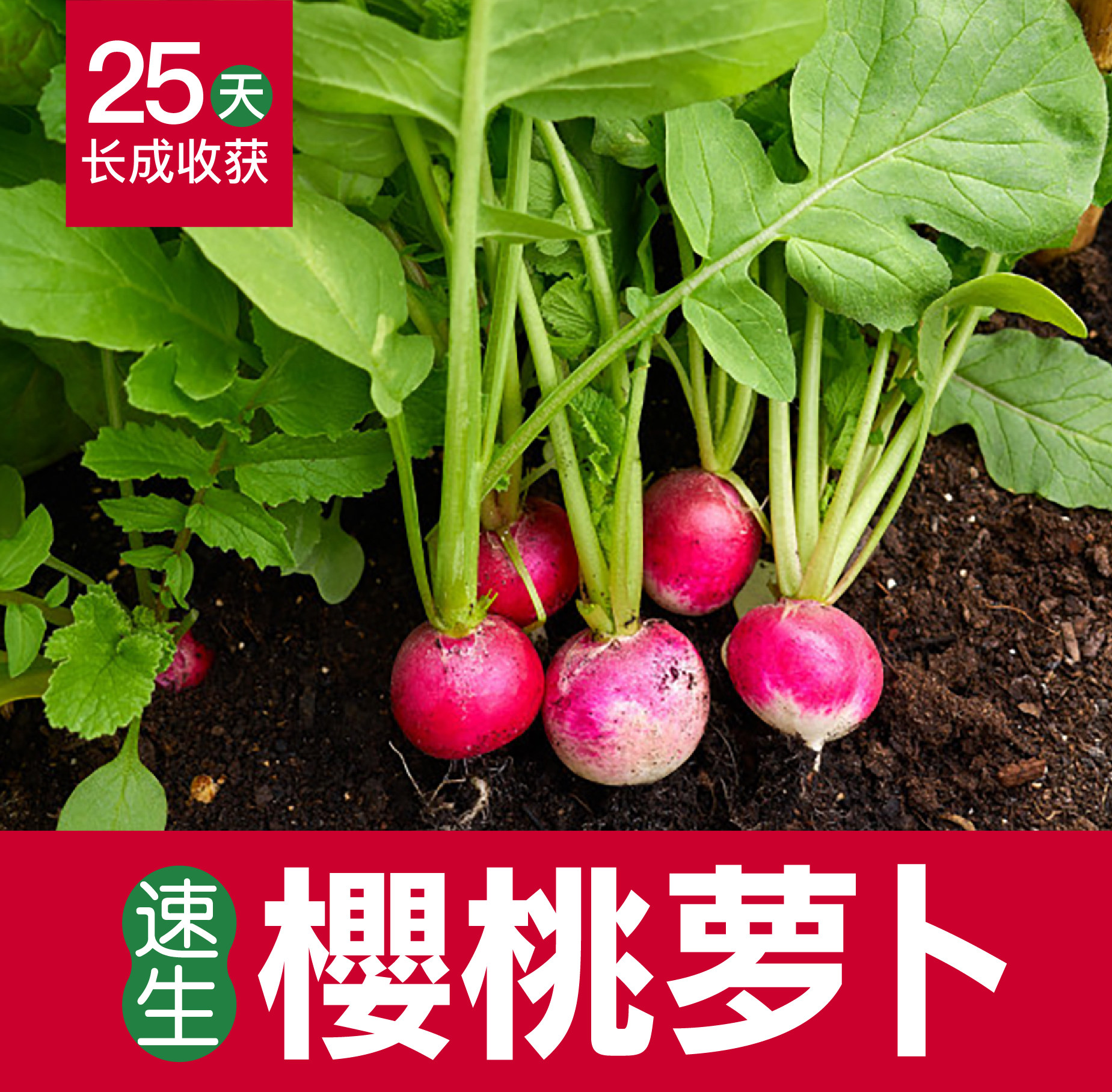 蔬菜寿光水果阳台盆栽樱桃萝卜