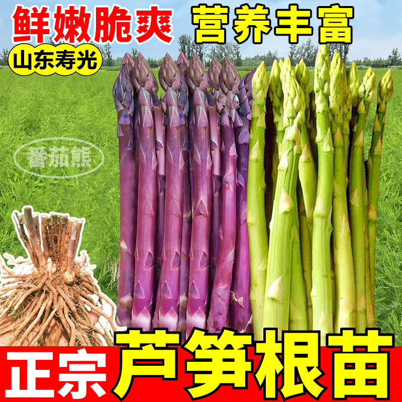 正宗芦笋根苗种植食用蔬菜根四季多年生庭院阳台盆栽新鲜耐热耐寒