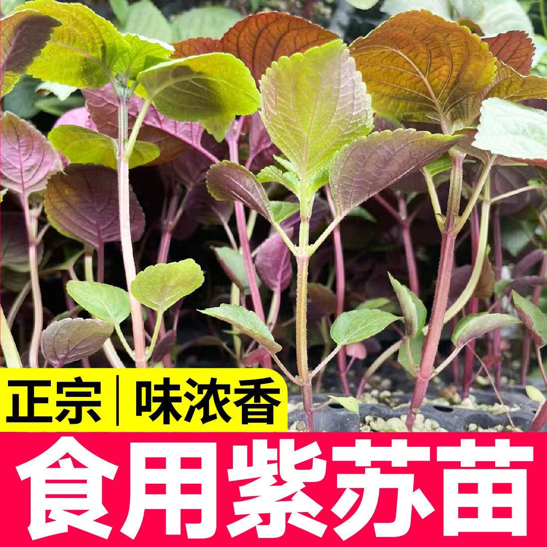 正宗双色食用紫苏苗秧种子阳台盆栽春秋四季绿苏养生蔬菜籽带土