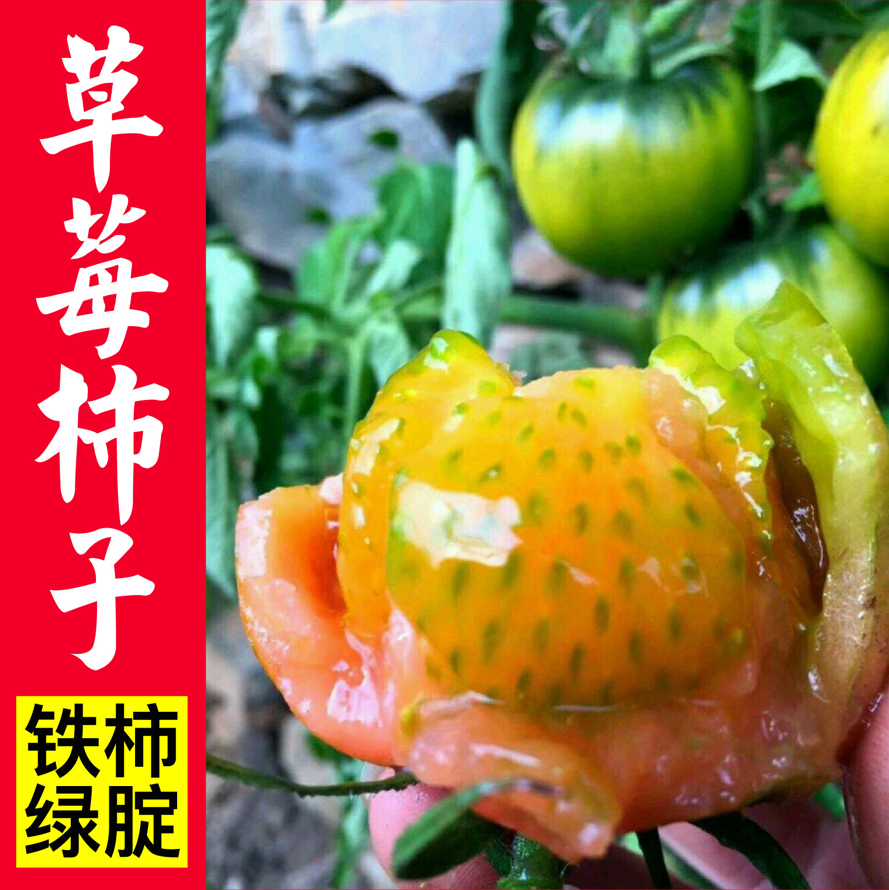 老品种草莓柿子铁柿子铁皮绿腚番茄种子四季西红柿苗圣女果种籽秧